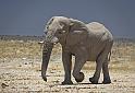 209 Etosha NP, olifant